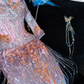 Fashion Sparkling Beaded Sequin Mermaid Elegant Chiffon Evening Dress Prom Dresses DP6165