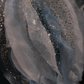Robe de soirée longue en tulle bleu sans manches, coupe trapèze, nouvelle collection, DP5215